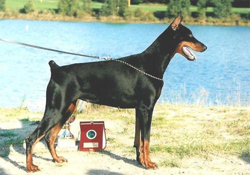 Vicky du Clos des Grognards | Black Doberman Pinscher