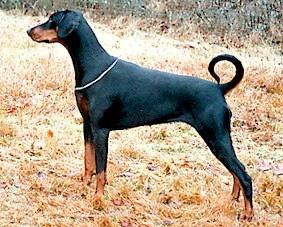 Mezzrow's Ultima | Black Doberman Pinscher