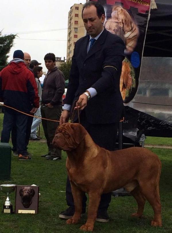 CHE Los Picasos | Dogue de Bordeaux 