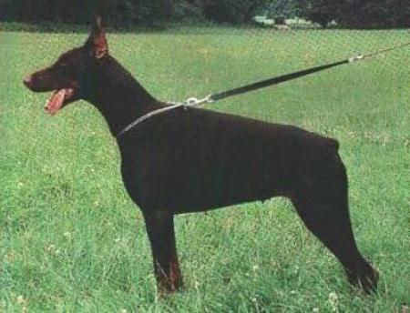 Vamp Vera del Citone | Black Doberman Pinscher