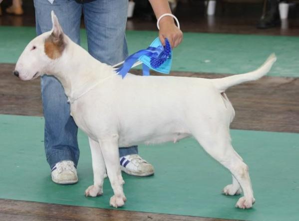 TEIRWGWYN REBEL ANGEL | Bull Terrier 