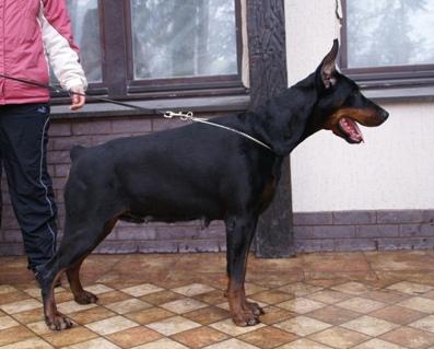 Akuna Matata de Grande Vinko | Black Doberman Pinscher