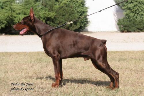 Fedor del Nasi | Brown Doberman Pinscher