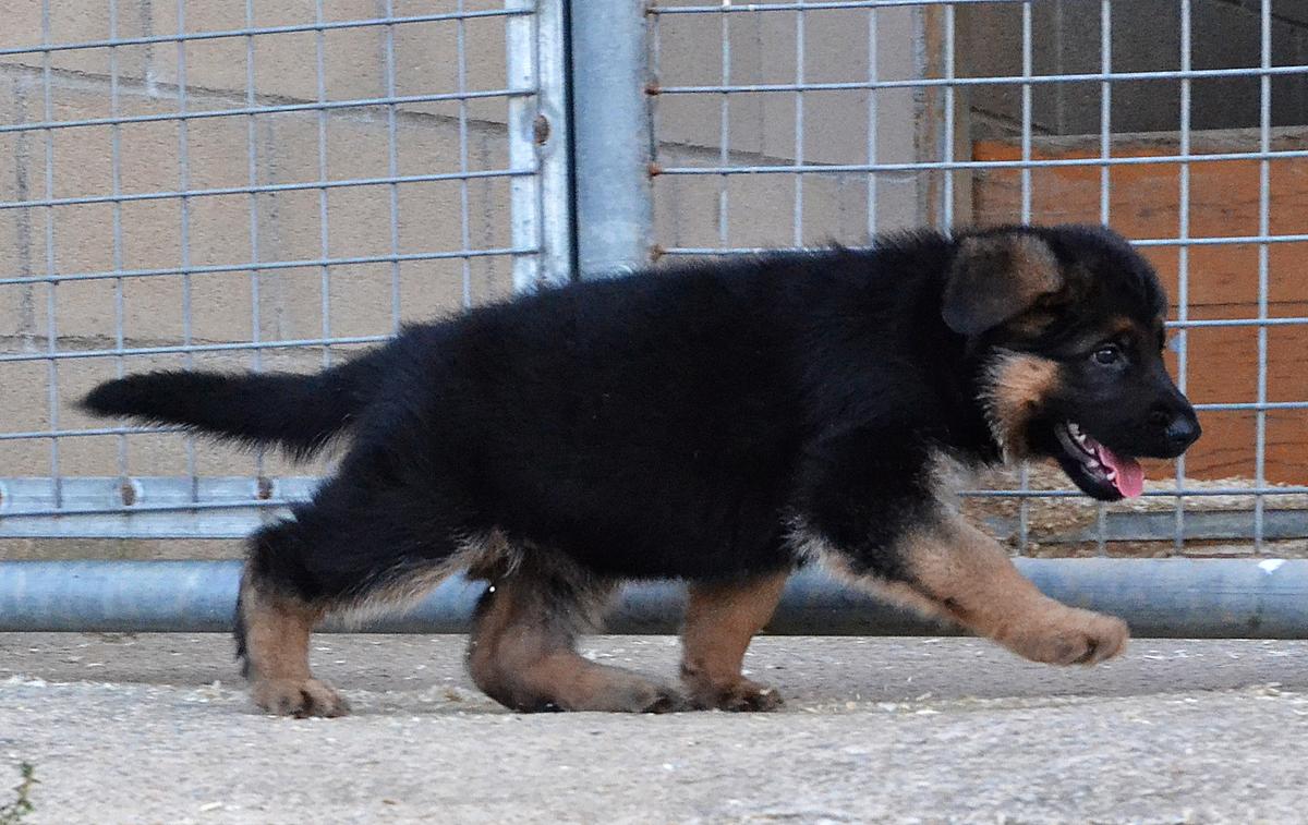 Mía de Trull Kennel | German Shepherd Dog 