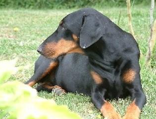 Vicky v. Roveline | Black Doberman Pinscher