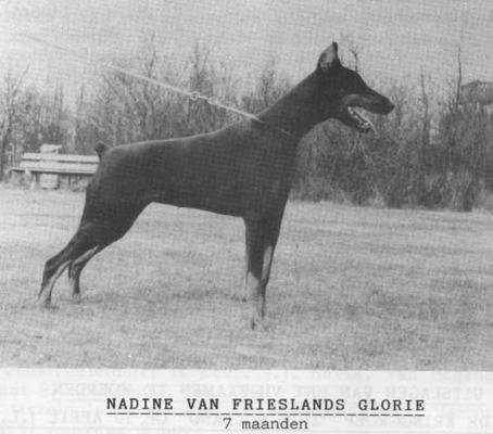 Nadine v. Frieslands Glorie | Black Doberman Pinscher