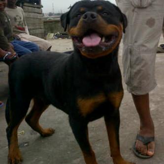 Lui of batoni | Rottweiler 