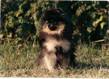 Southland's Tar Baby's Image | German Spitz 