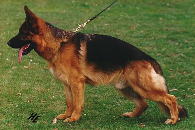 Tacko von der Wienerau | German Shepherd Dog 