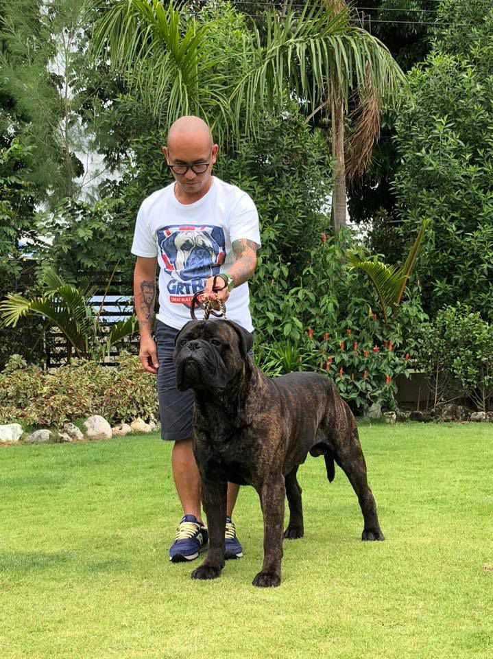 ARDHUB BLACK WIV ATTITUDE | Bullmastiff 