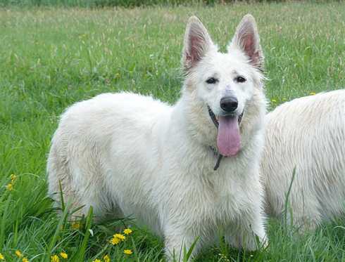 Bindi des Gardiens du Pacte | White Swiss Shepherd Dog 