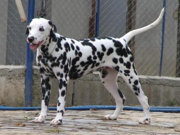 Janine of Avalon Land | Dalmatian 