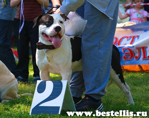 Ast Best Elli's Empire Gevell Premium | American Staffordshire Terrier 