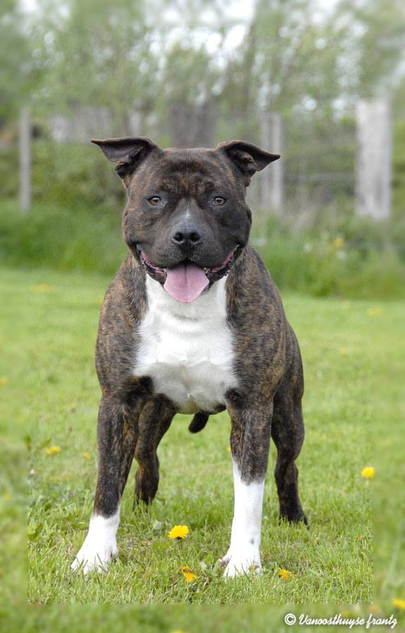 Galco de la maison d'este | American Staffordshire Terrier 