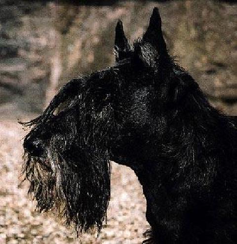 Dundee Perky Lass | Scottish Terrier 