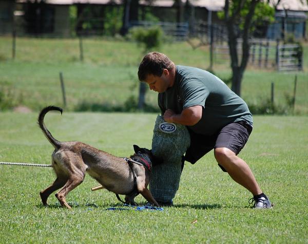Jayde van de Eenzame Ster Hondehok | Belgian Malinois 