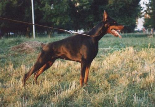 Ines Cobra | Black Doberman Pinscher