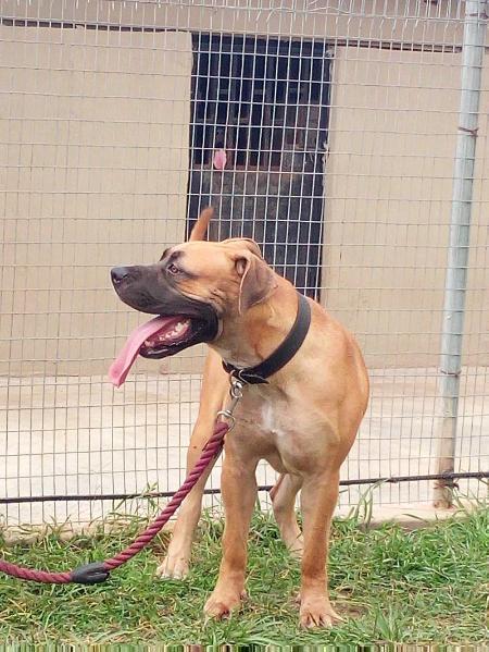 HIS ULANDA | African Boerboel 