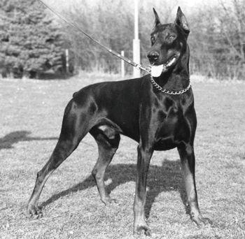 Askan v. Kiepenkerl | Black Doberman Pinscher