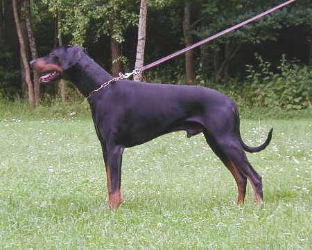 Granit v. Aurachgrund | Black Doberman Pinscher