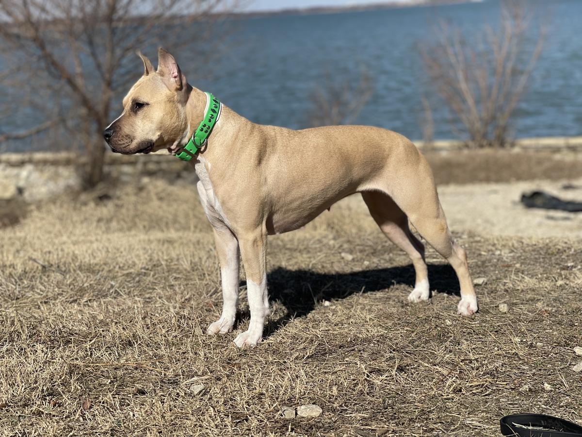 Kayo's Irish Charm Of Pixley | American Staffordshire Terrier 
