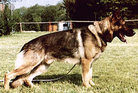 Leo von der Doddo | German Shepherd Dog 