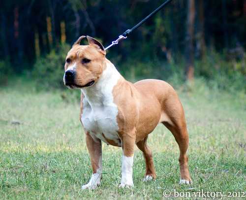 Oleksa Pride of God's | American Staffordshire Terrier 