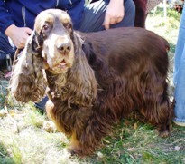 Ujlaky-Selymes Franco | English Cocker Spaniel 