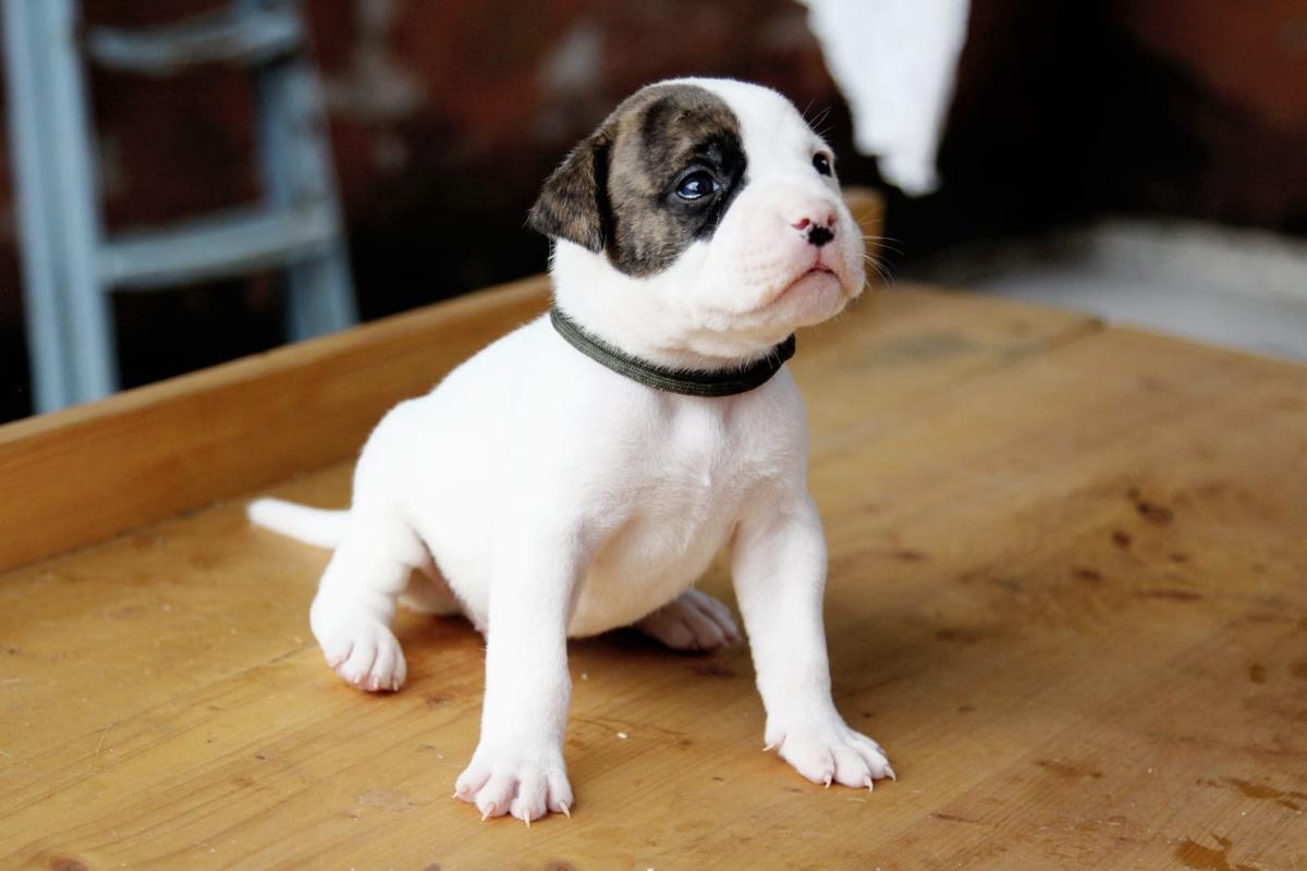 RadosnayaBulls Diodoro | American Bulldog 