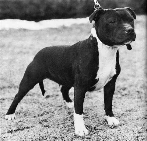 Belnite Dark Narcisus | Staffordshire Bull Terrier 