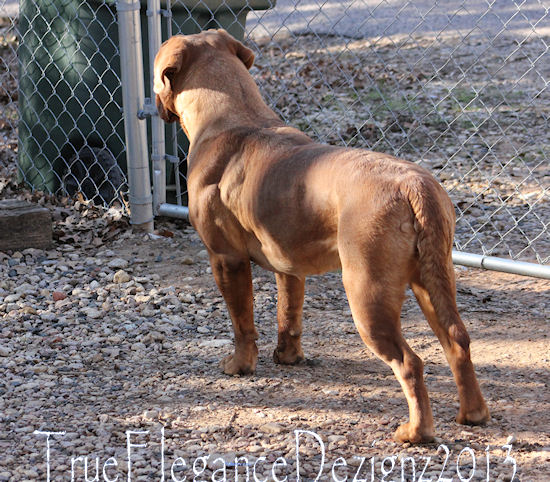 SJO'S Dee Dee | Dogue de Bordeaux 