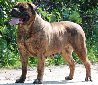 Vladyka Moscovii Mega Star | Bullmastiff 