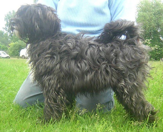 ROZSDÁS HALÁSZ RANGSHI | Tibetan Terrier 