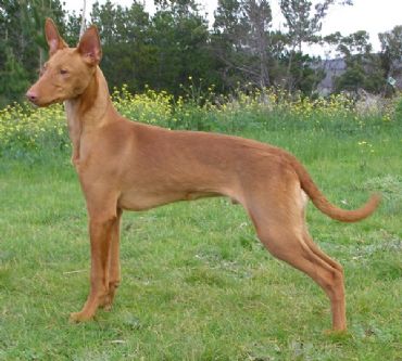 vicoridge catch the wind | Pharaoh Hound 