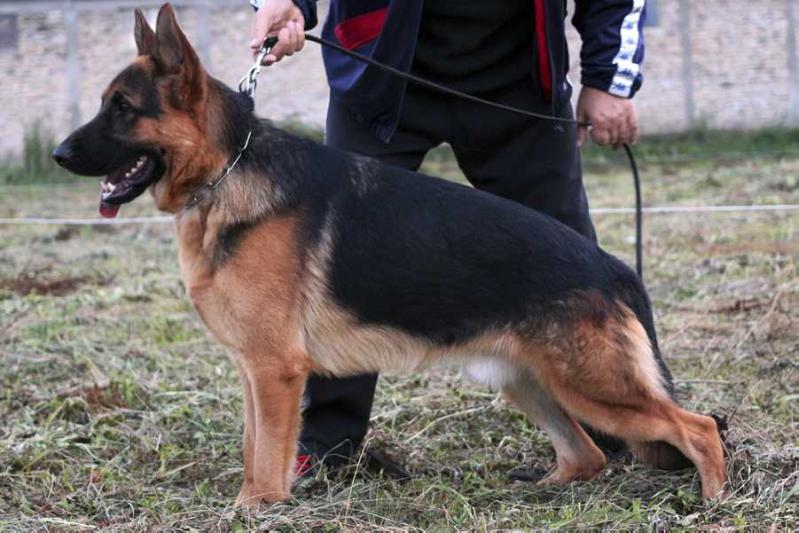 Zimer vom Team Panoniansee | German Shepherd Dog 