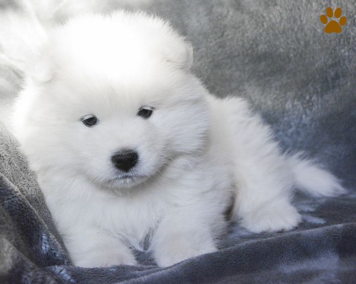 LOGAN CARAMELO The Glow Of The Snowy Star | Samoyed 