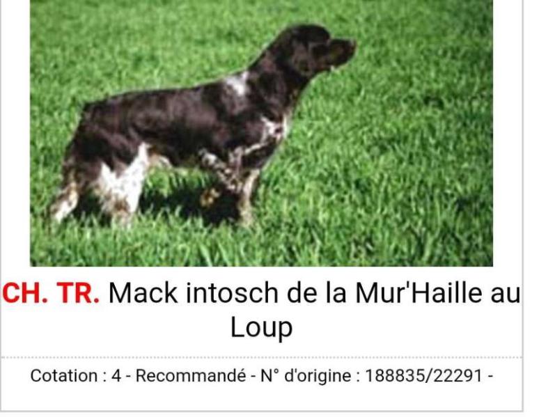 MACKINTOSCH de la Mur'Haille au loup | Brittany 