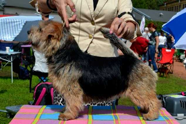 Lamonterra Barchetta Pininfarina | Norfolk Terrier 