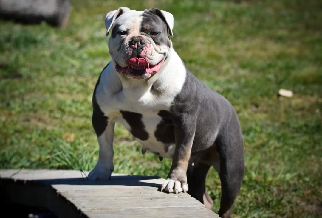 BFK ELEKTRA | Olde English Bulldogge 