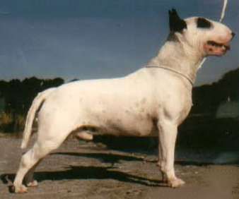 penbray's Mr president of eirdred | Bull Terrier 