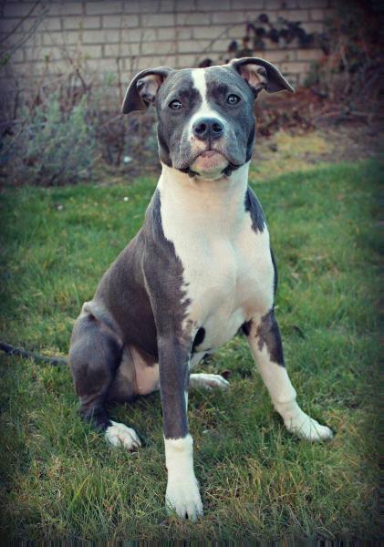 Candy Blue z Bílinského pramene | American Staffordshire Terrier 