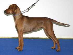 Nadine vom awerenring | German Pinscher 