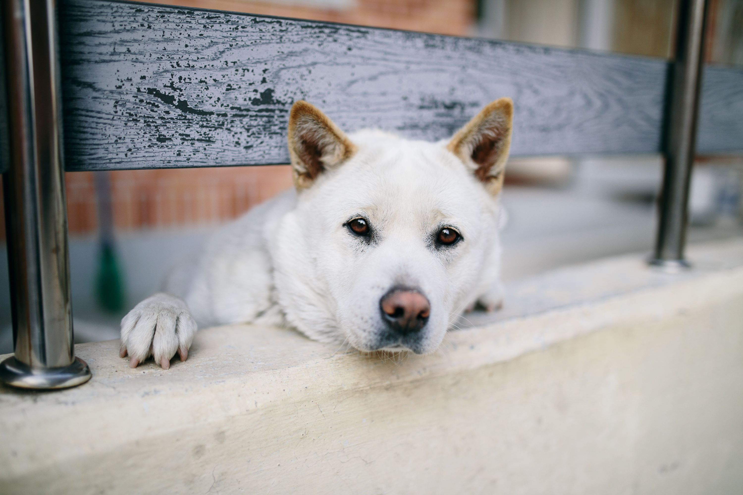 Jindo