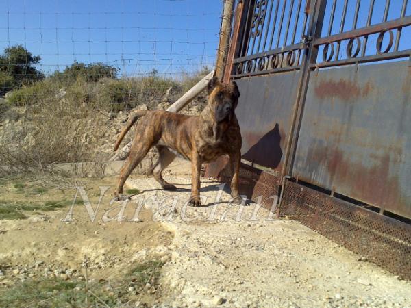 Muga de Naraclan | Perro de Presa Canario 
