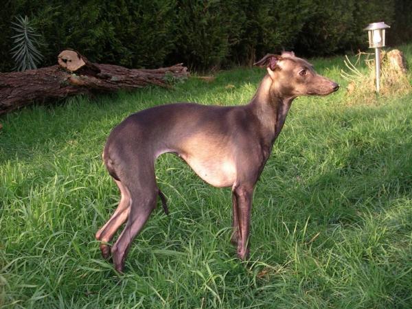 Eliza Couleurs d'Automne | Italian Greyhound 