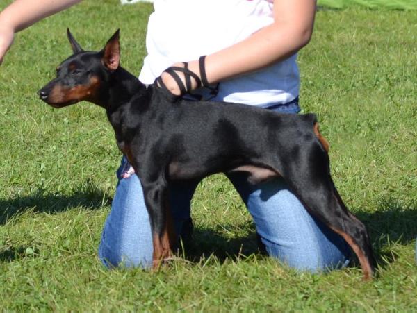 A Broken Heart Of Transylvanian Legend | Miniature Pinscher 