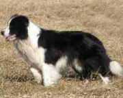 Hollowshot Mill Reef | Border Collie 