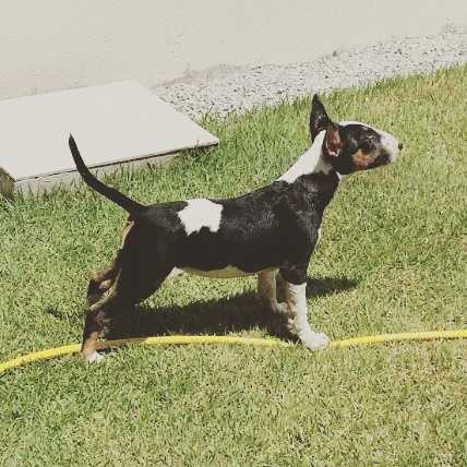 Tom de Bravun Terrier | Bull Terrier 