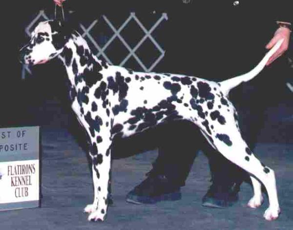 Satin`s Signature Required | Dalmatian 
