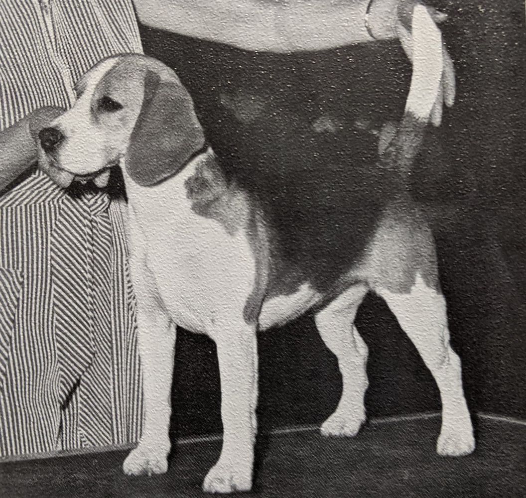 Hollyhox Triple Lady Tammy | Beagle 